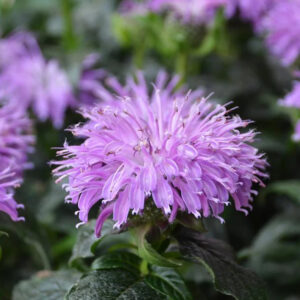 Monarda 'Blue Moon'