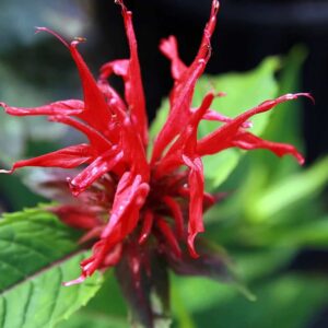 Monarda 'Jacob Cline'