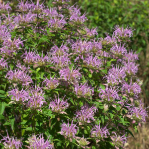 Monarda fistulosa