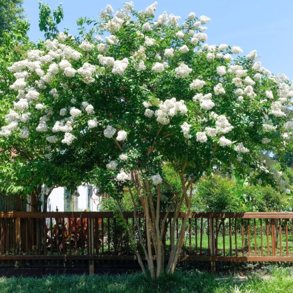 Natchez Crape Myrtle tree