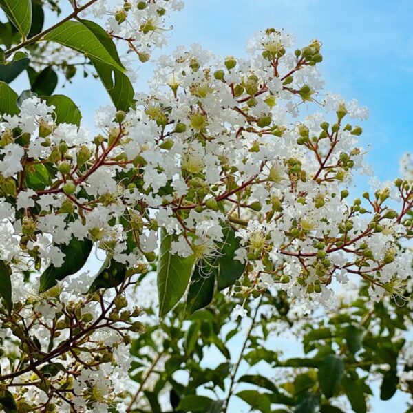 Natchez Crape Myrtle bloom