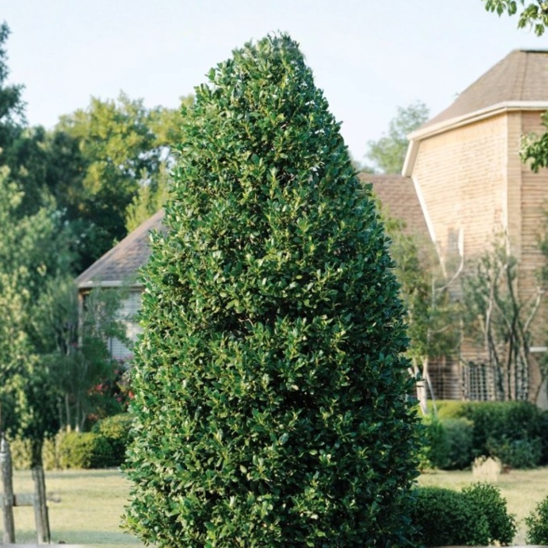 Nellie Stevens Holly