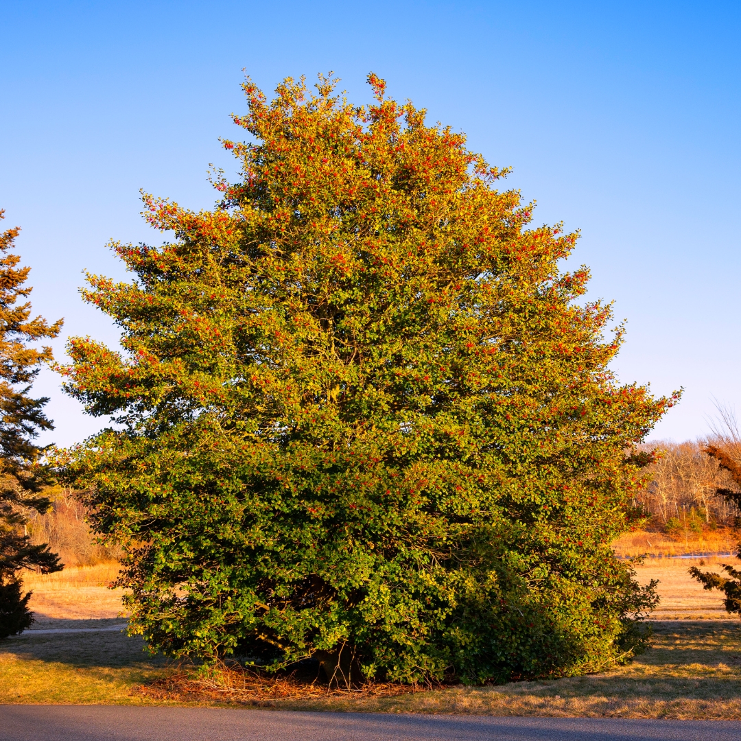 Nellie Stevens Holly with berries