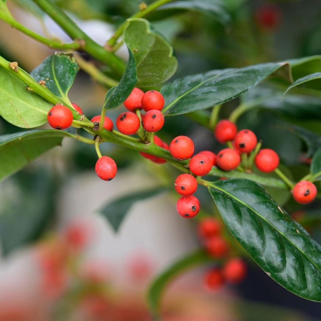 Nellie Stevens Holly berries