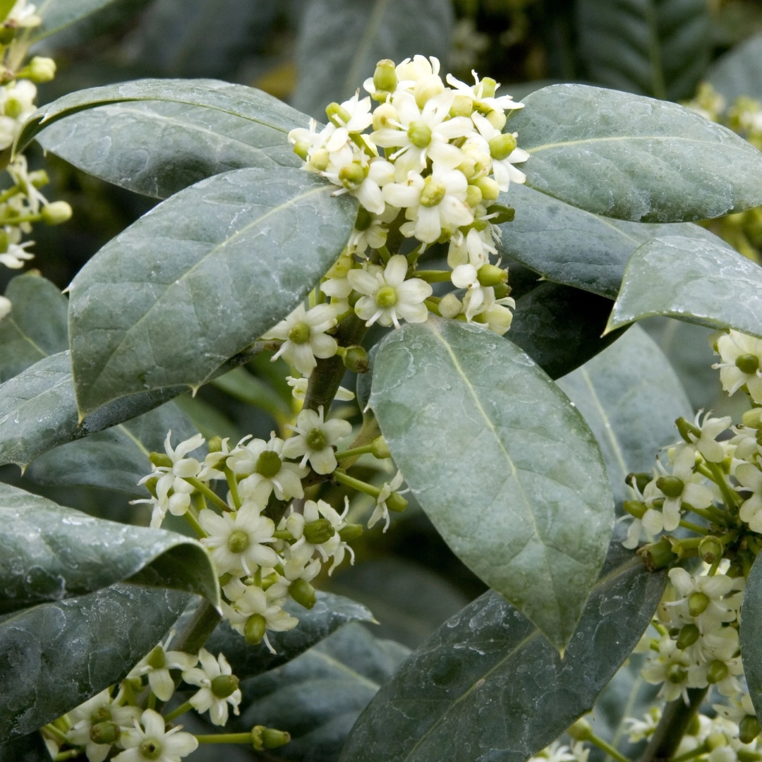 Nellie Stevens Holly flowers