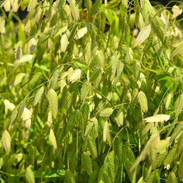Northern Sea Oats green