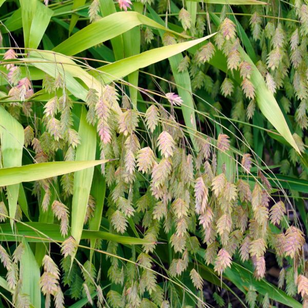 Northern Sea Oats turning color