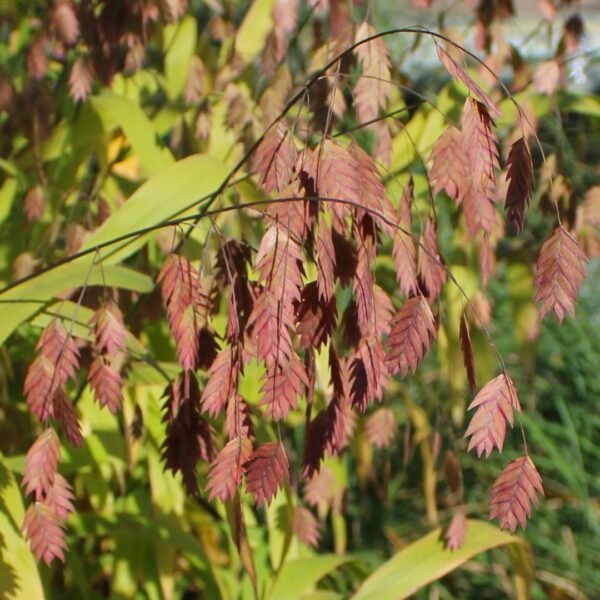 Northern Sea Oats brown