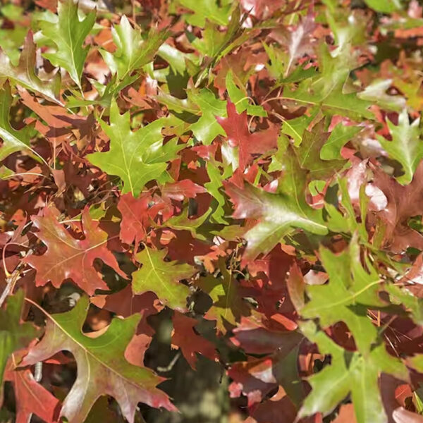 Pin Oak - Image 2