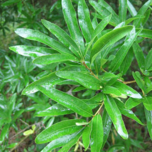 Willow Oak