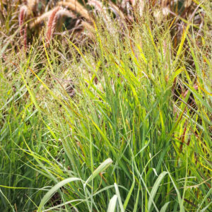 Heavy Metal Switchgrass