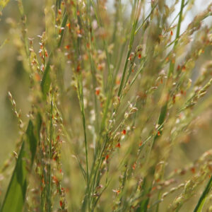 Northwind Switch Grass