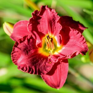 Pardon Me Daylily
