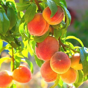Peach 'Belle of Georgia'