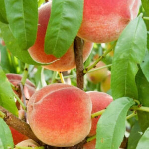Peach 'Harvester' Tree