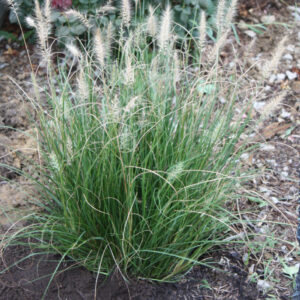 Cassian Fountain Grass