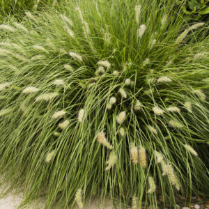 Dwarf Hameln Fountain Grass