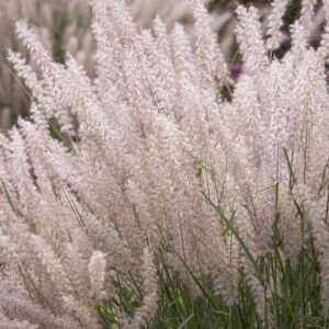 Karley Rose Fountain Grass