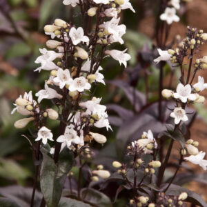 Penstemon digitalis 'Husker Red'