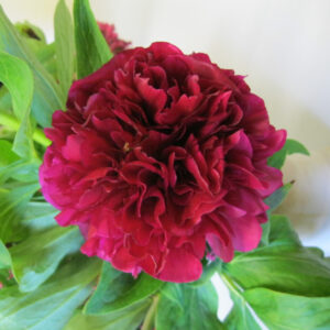 Felix Crousse Peony
