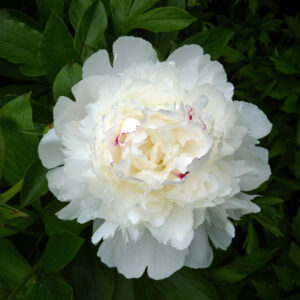 Festiva Maxima Peony