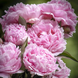 Peony 'Sarah Bernhardt'