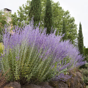 Perovskia 'Russian Sage'