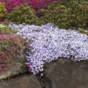 Phlox subulata ‘Emerald Blue’