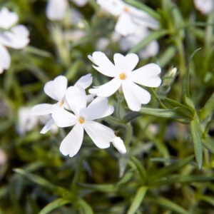 Phlox subulata 'White Delight'