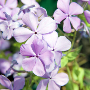 Phlox Divaricata 'Blue Moon'