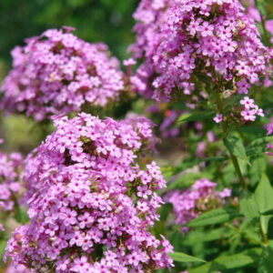 Phlox paniculata 'Jeana'