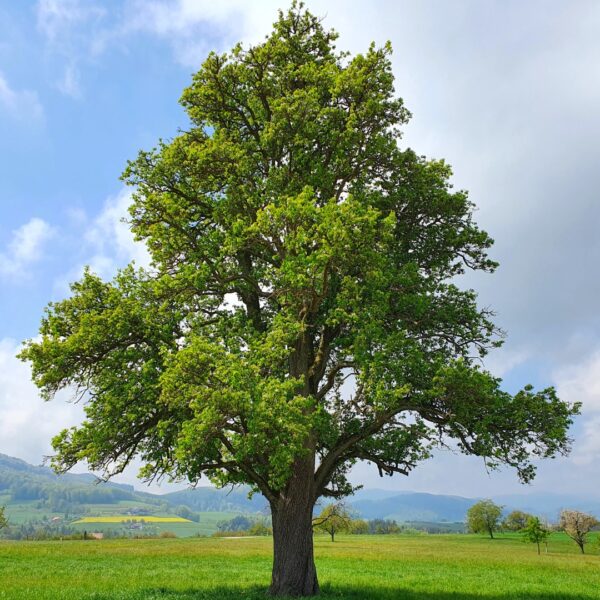 Pin Oak tree