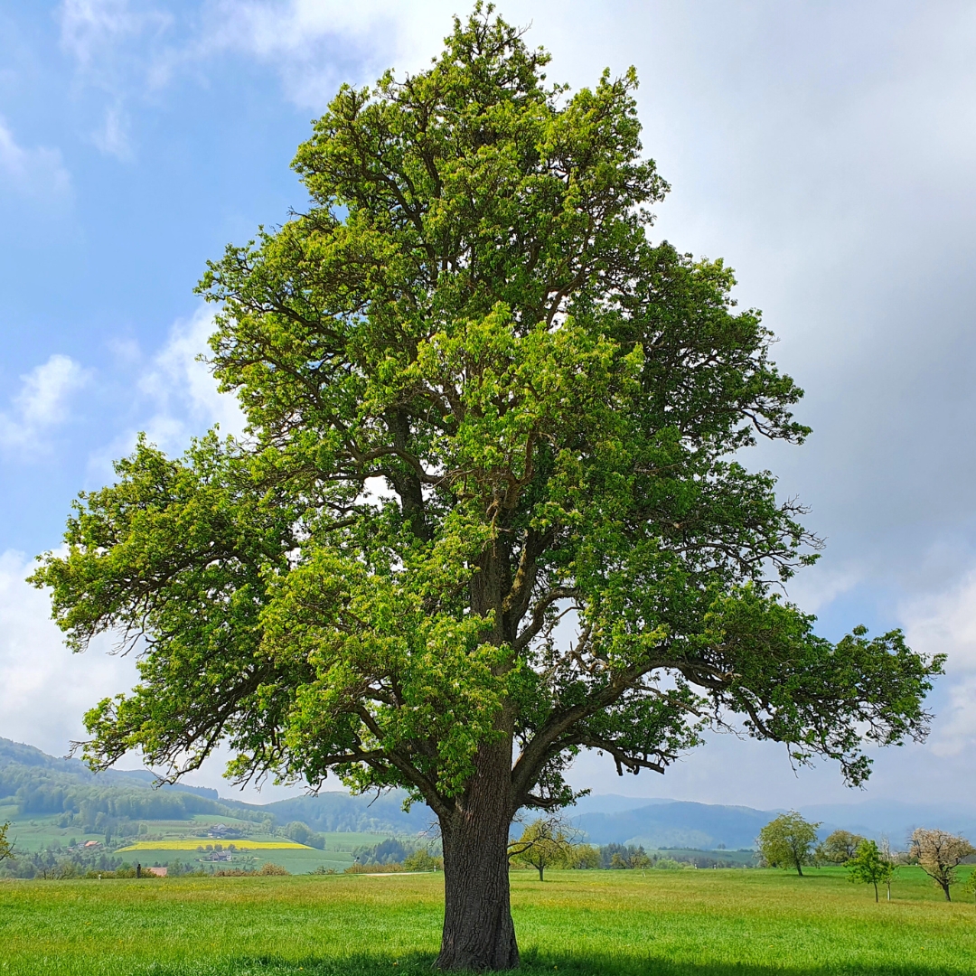 Pin Oak