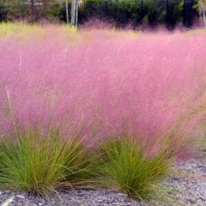 Pink Muhly Grass
