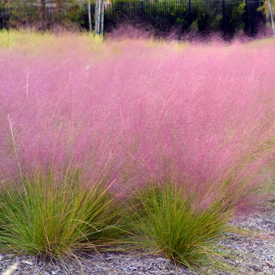 Pink Muhly Grass