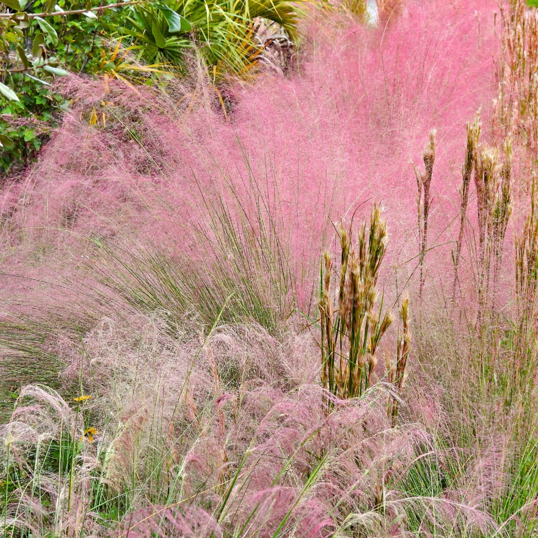 Pink Muhly Grass up close