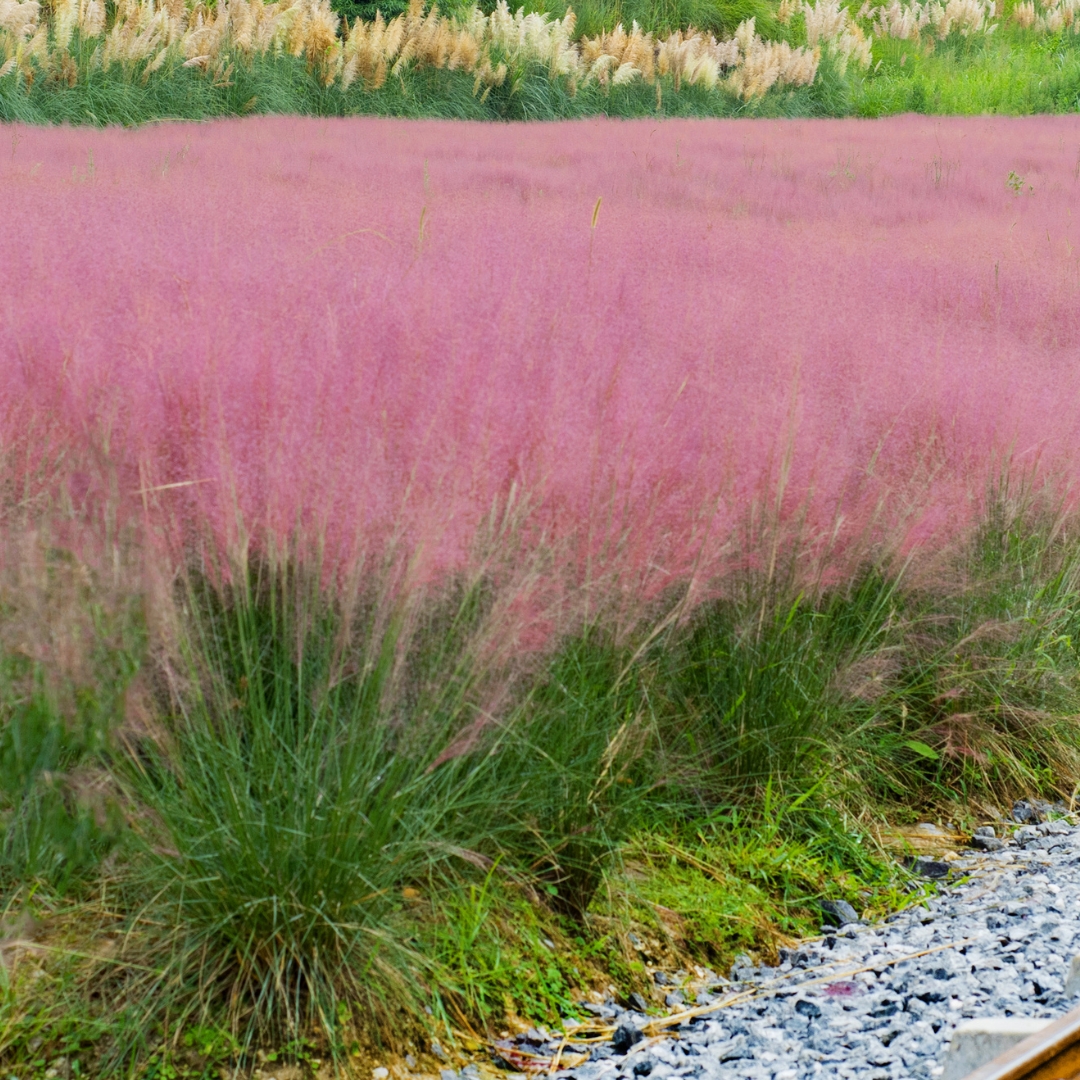 Pink Muhly Grass mass planted