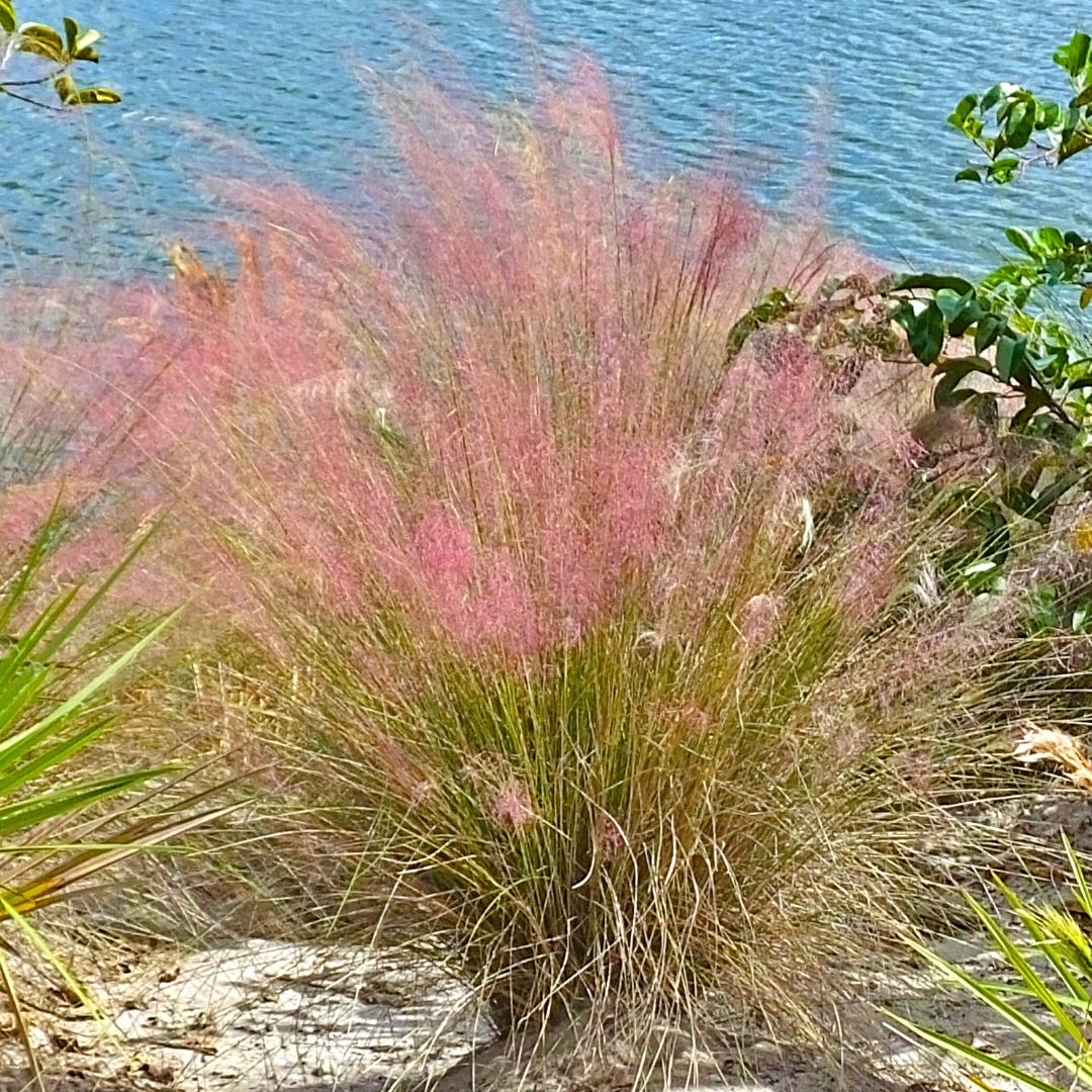 Pink Muhly Grass by the water