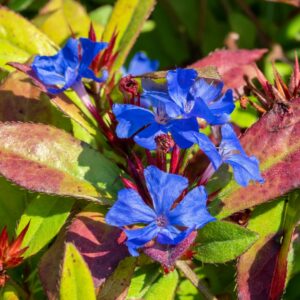 Plumbago