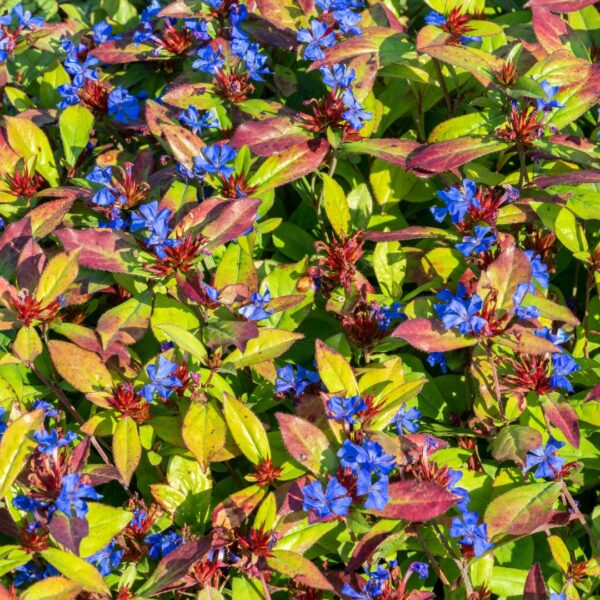 Plumbago fall color