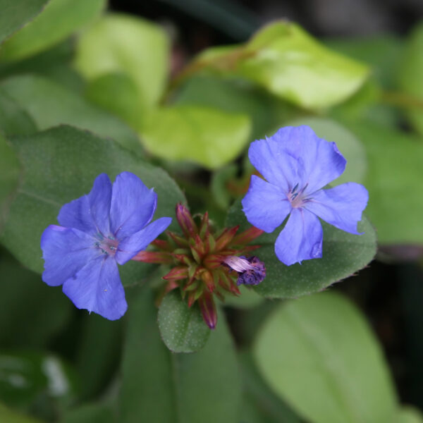 Plumbago spring blooms