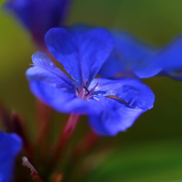 Plumbago blue flower