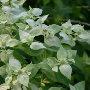 Blunt Mountain Mint
