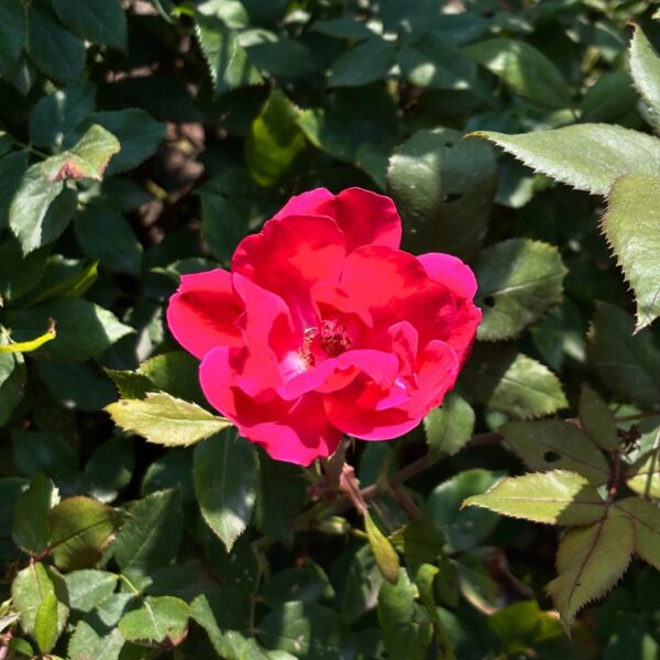 Red Knock Out Rose