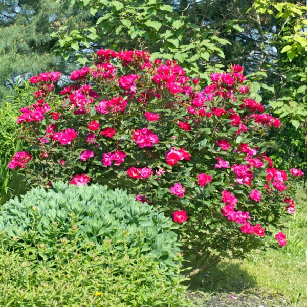 Red Knock Out Rose shrub