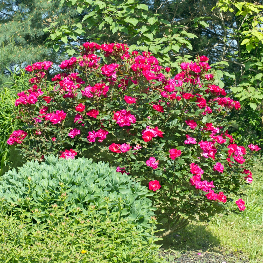 Knock Out® Red Rose