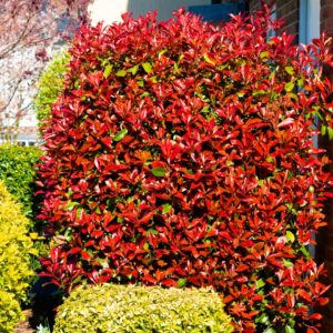 Red Tip Photinia