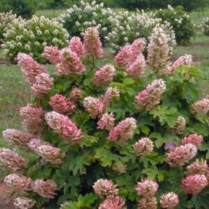 Ruby Slippers Oakleaf Hydrangea