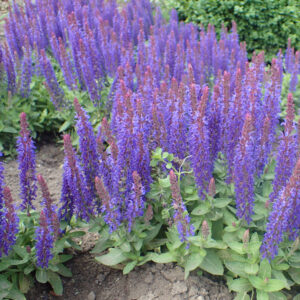 Salvia 'Blue Hill'