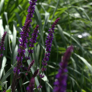 Salvia 'Caradonna'